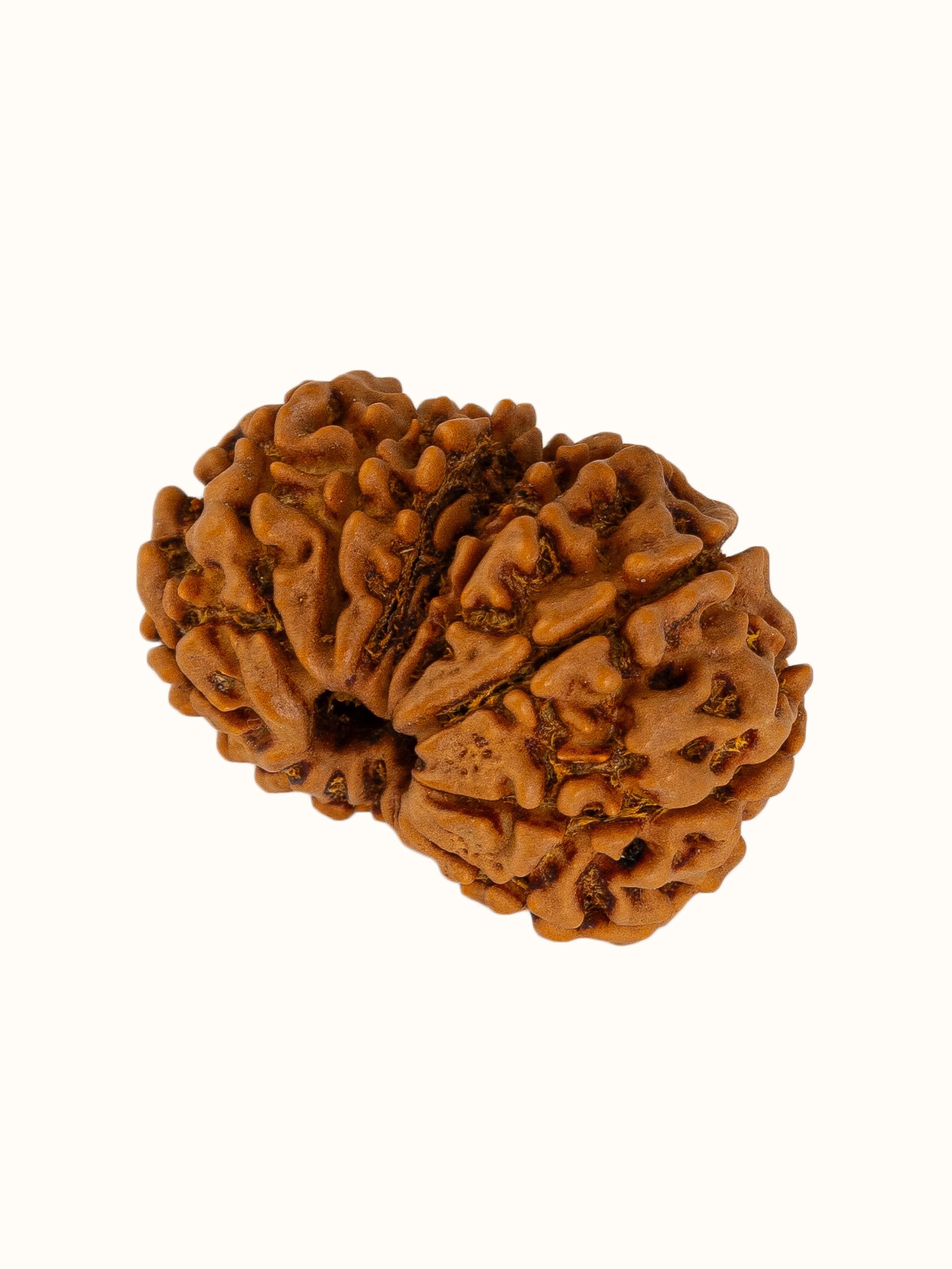 Top view of Gaurishankar Rudraksha Pendant displaying the pendant’s surface and design details.