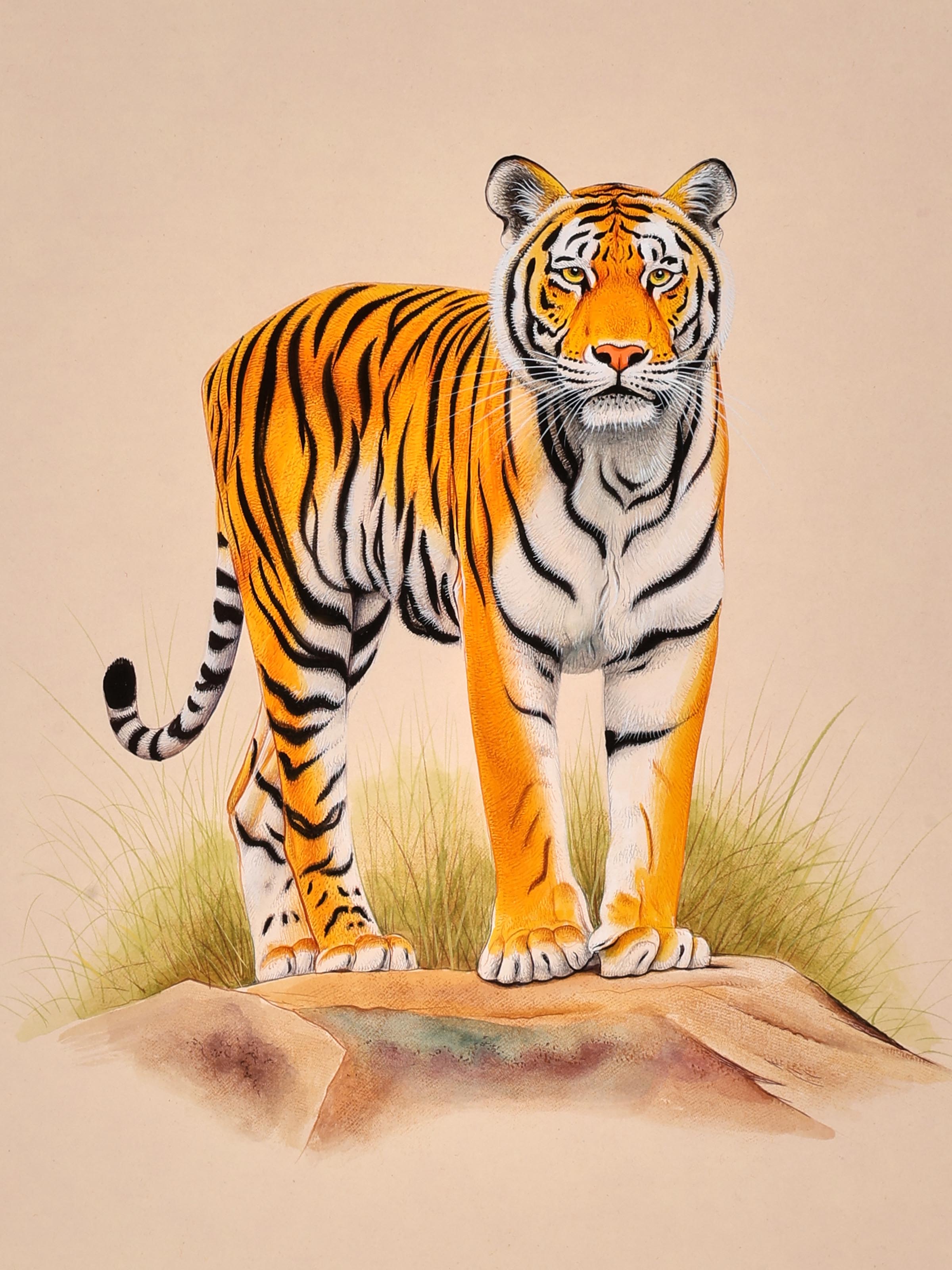Tiger Miniature Painting