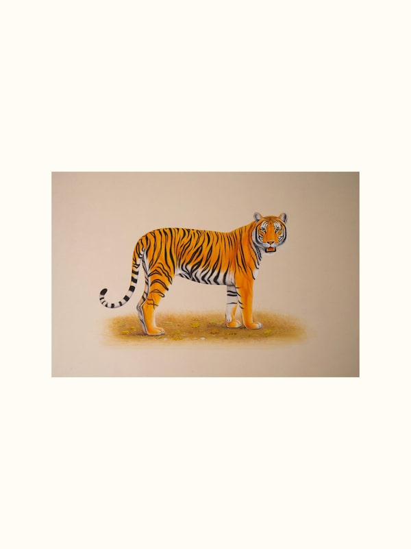 Tiger Miniature Painting