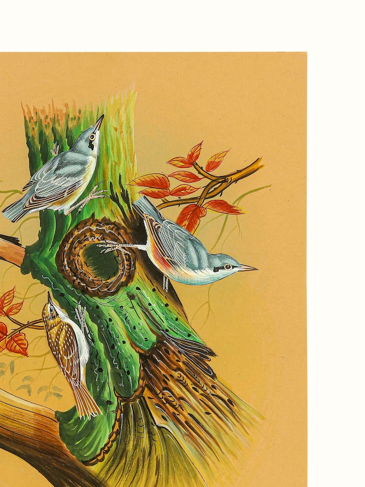 Detail view of the Nuthatch Miniature Painting