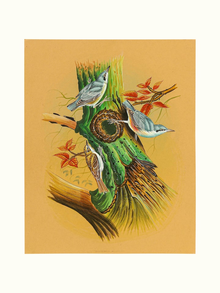 Front view of the Nuthatch Miniature Painting