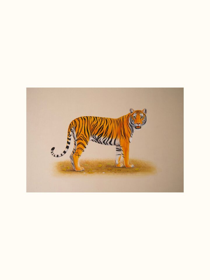 Front view of the Tiger Miniature Painting