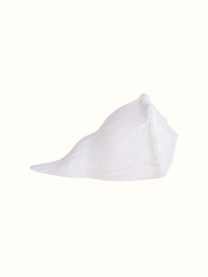 Front view of Dakshinvarthi conch shell showcasing its polished surface and natural curves