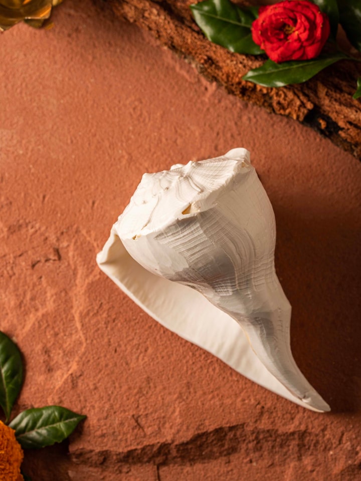 Side view of Dakshinvarthi conch shell highlighting its intricate texture and details