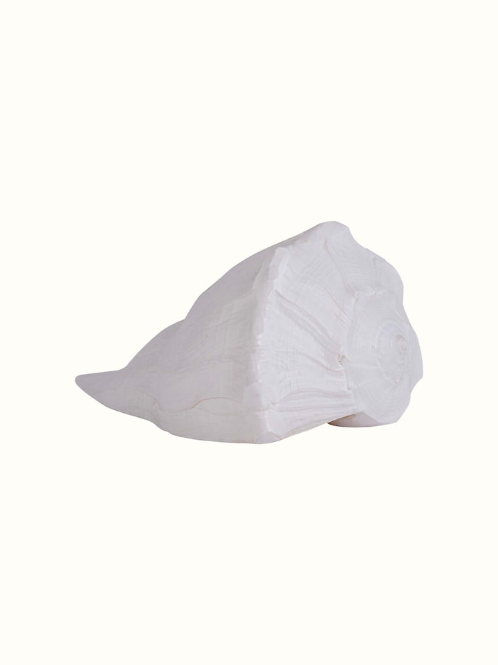 Dakshinvarthi conch shell arranged with decorative elements, creating an aesthetic presentation